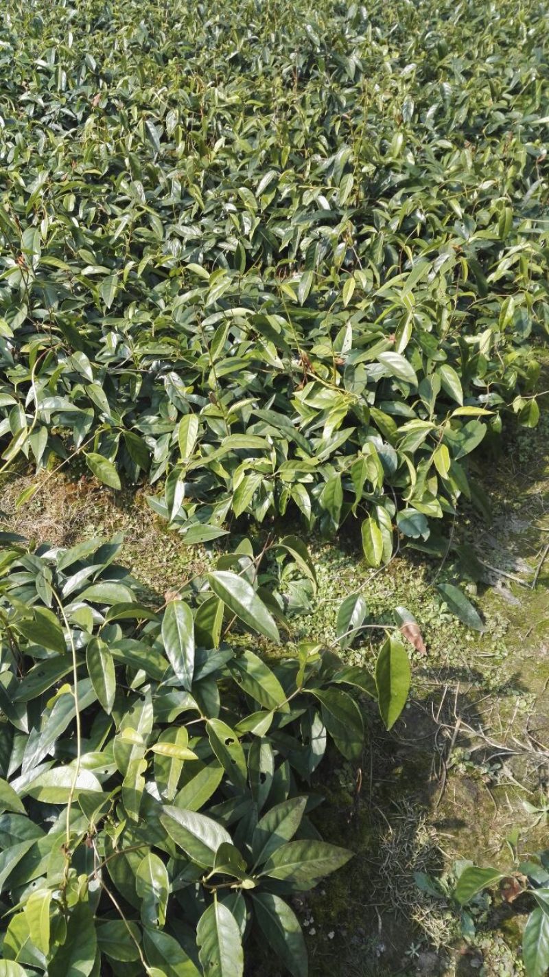 布福娜树苗50~80cm