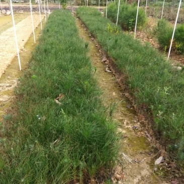 湿地松苗20~80cm