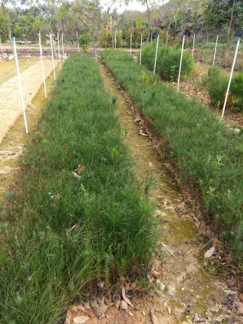 湿地松苗20~80cm