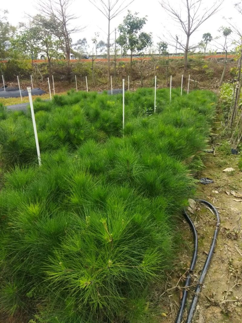 湿地松苗20~80cm