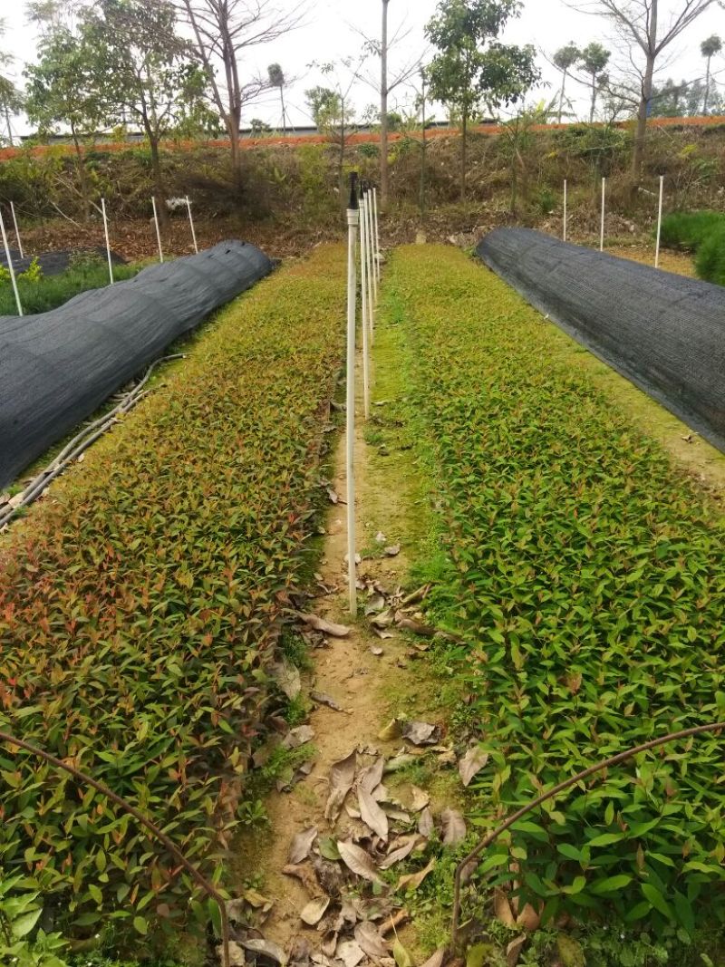 湿地松苗20~80cm