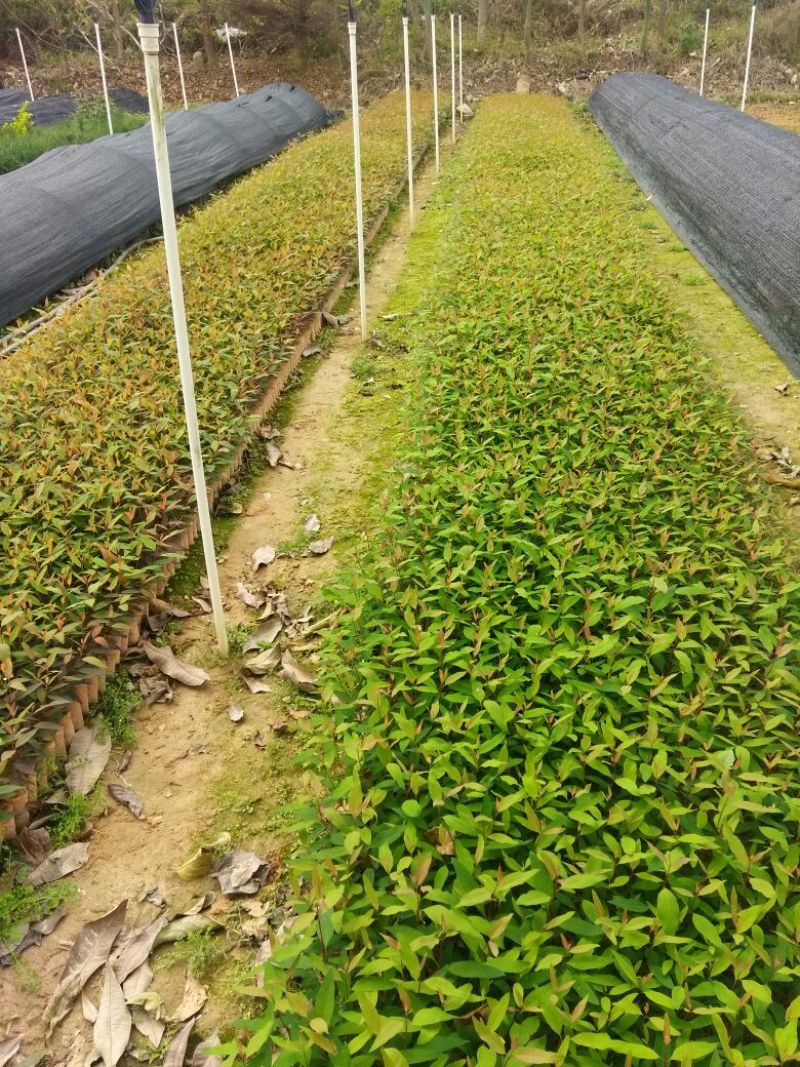 桉树苗高度10~30cm