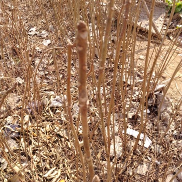 红油香椿苗大棚20~30cm