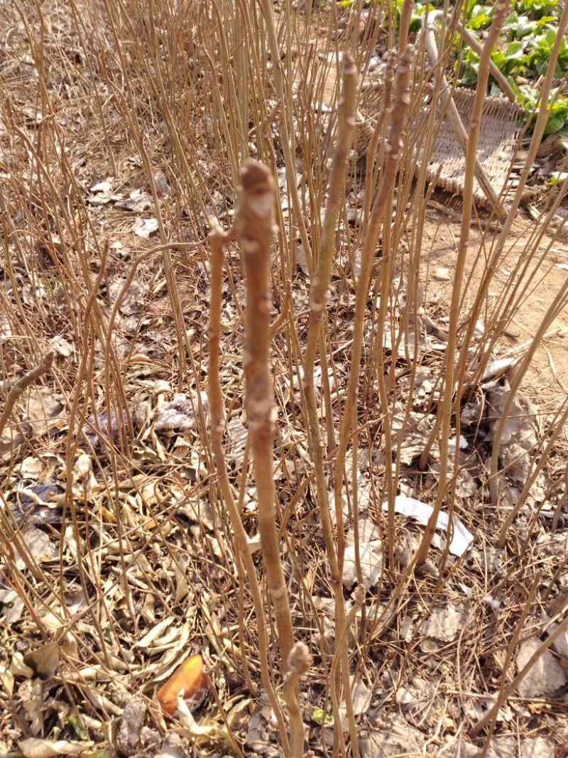 红油香椿苗大棚20~30cm