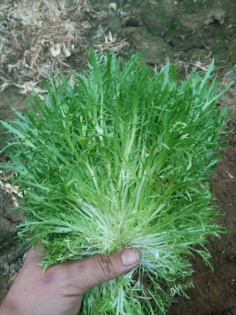 苦菊12~15cm