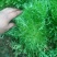 苦菊12~15cm