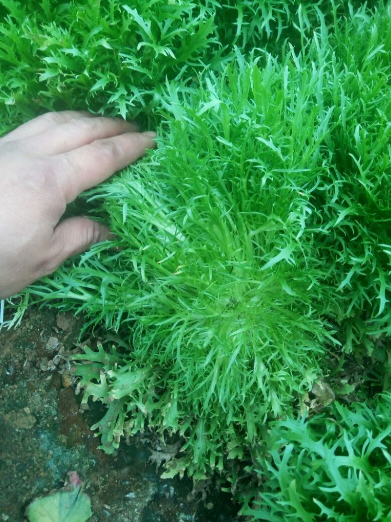 苦菊12~15cm
