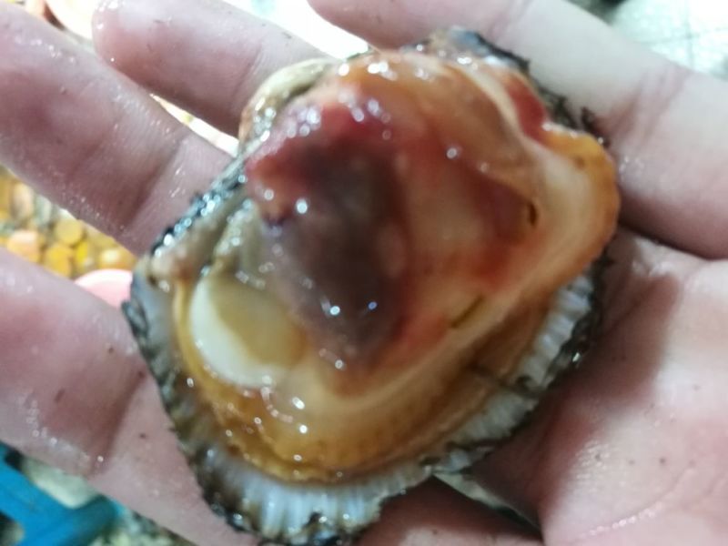 蛤蜊花蛤蛤蜊毛螺红螺