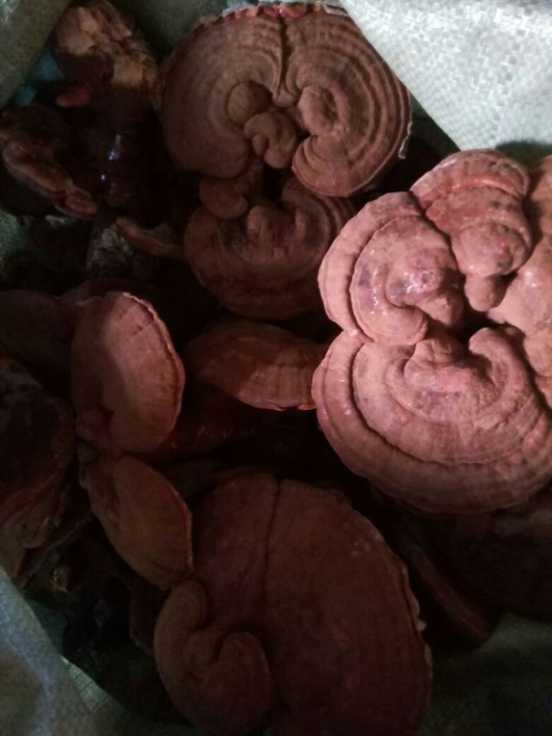 灵芝孢子粉12~15公分