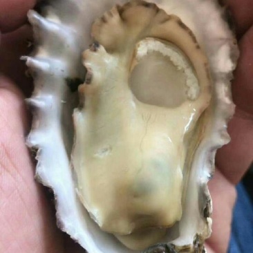 牡蛎人工养殖鲜活3~4只/kg