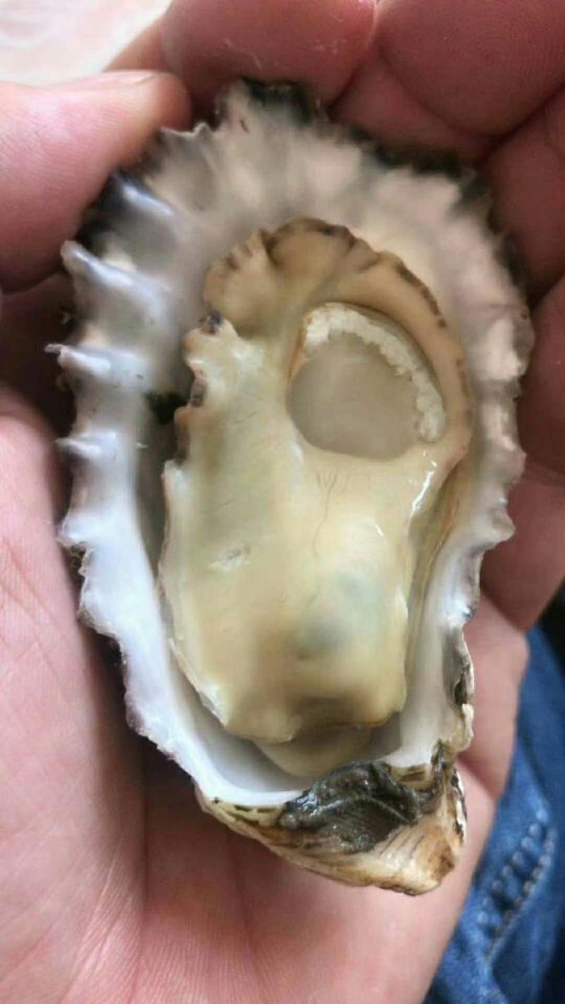 牡蛎人工养殖鲜活3~4只/kg