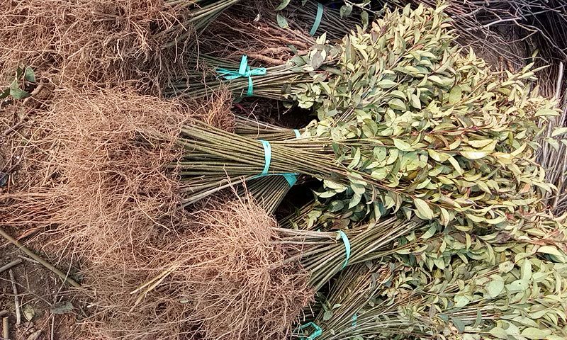 大叶女贞4cm以下