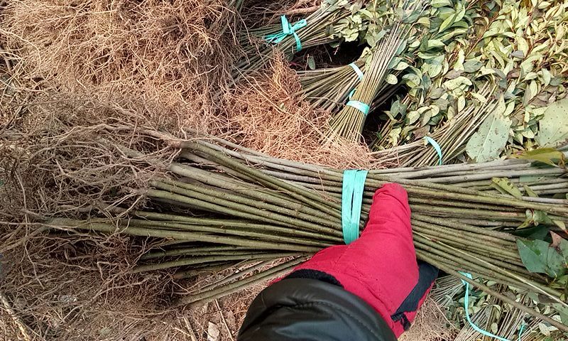 大叶女贞4cm以下