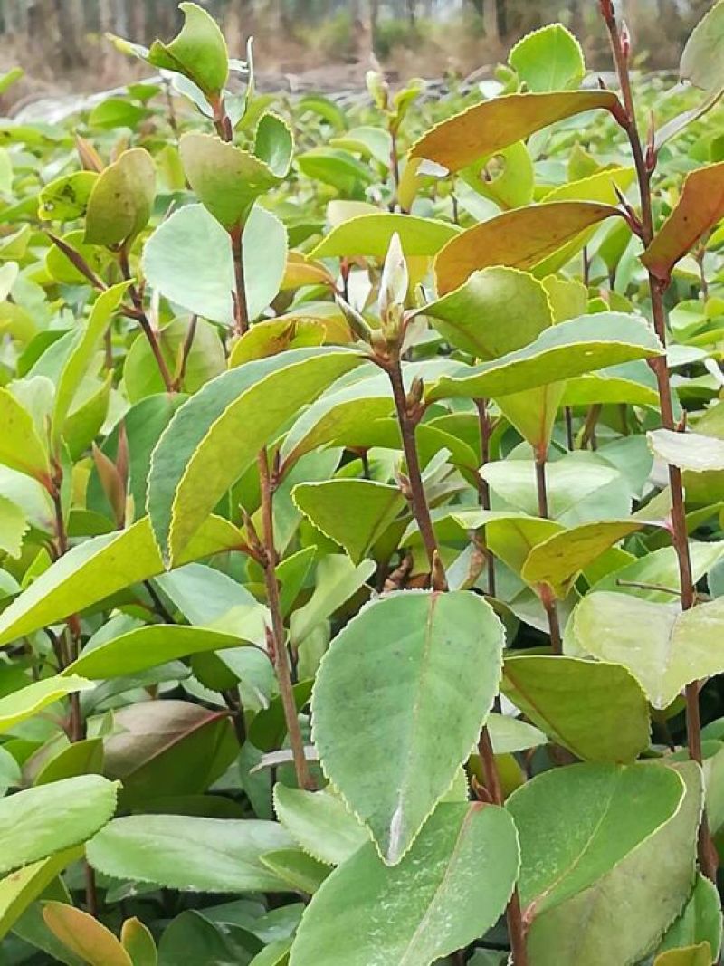 广西柳州融安，油茶苗高产有保证两到三年有果，可联系我！