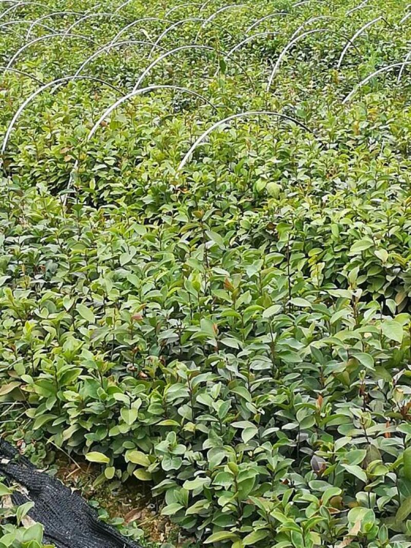 广西柳州融安，油茶苗高产有保证两到三年有果，可联系我！