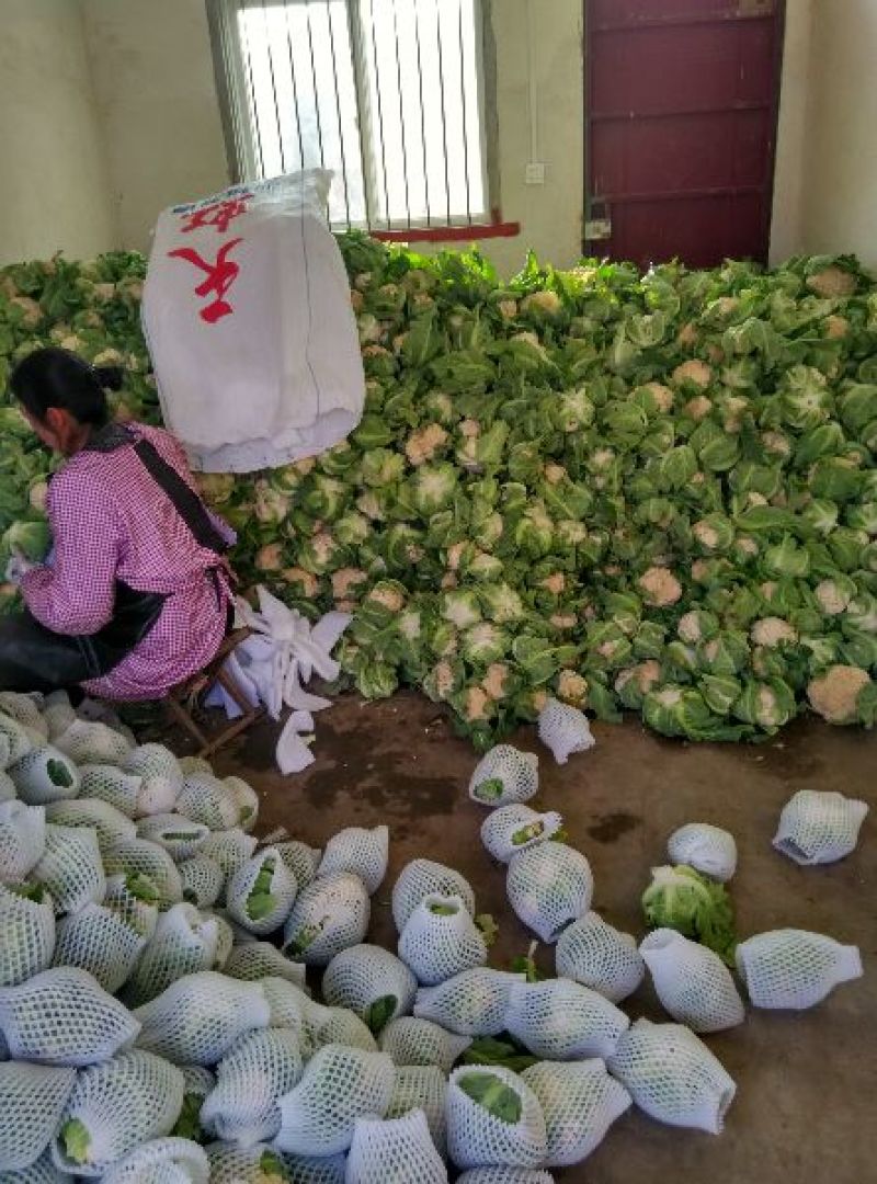 光头白花菜花精品光头乳白紧花现货