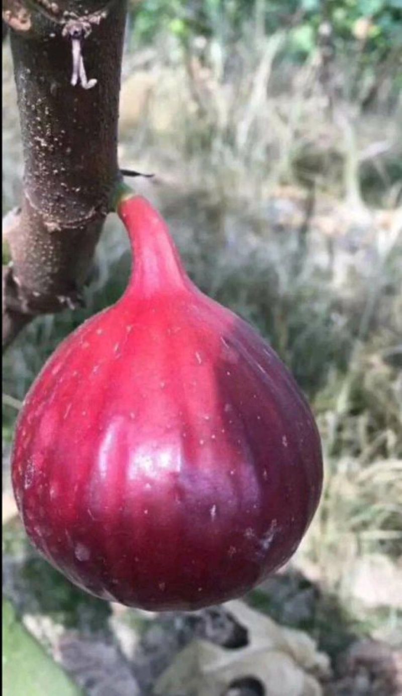 无花果树苗50~80cm