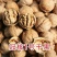 苗圃现挖嫁接核桃苗香玲85189818品种全