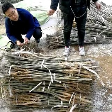 苗圃现挖嫁接核桃苗香玲85189818品种全