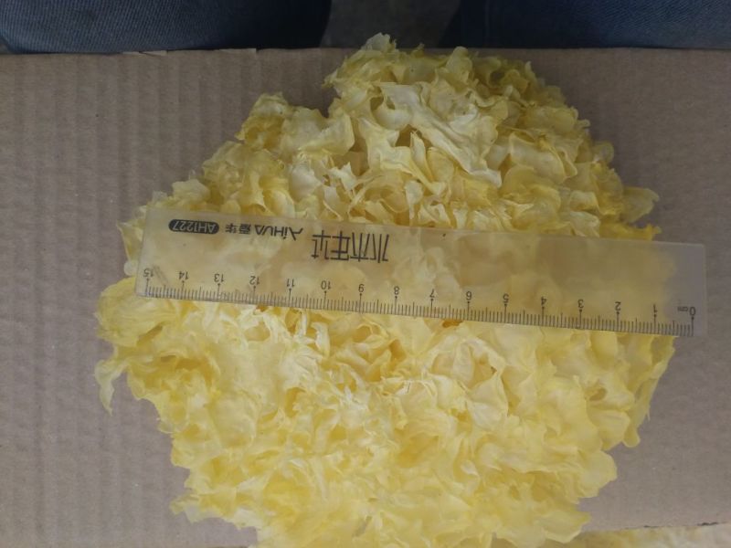 银耳福建银耳干货干菜食用菌批发产地直销