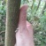 攀枝花芒果苗30公分以上量大和你优惠