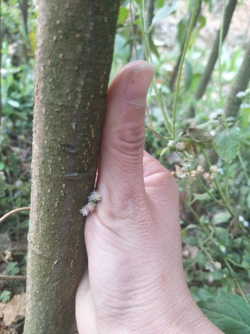 攀枝花芒果苗30公分以上量大和你优惠