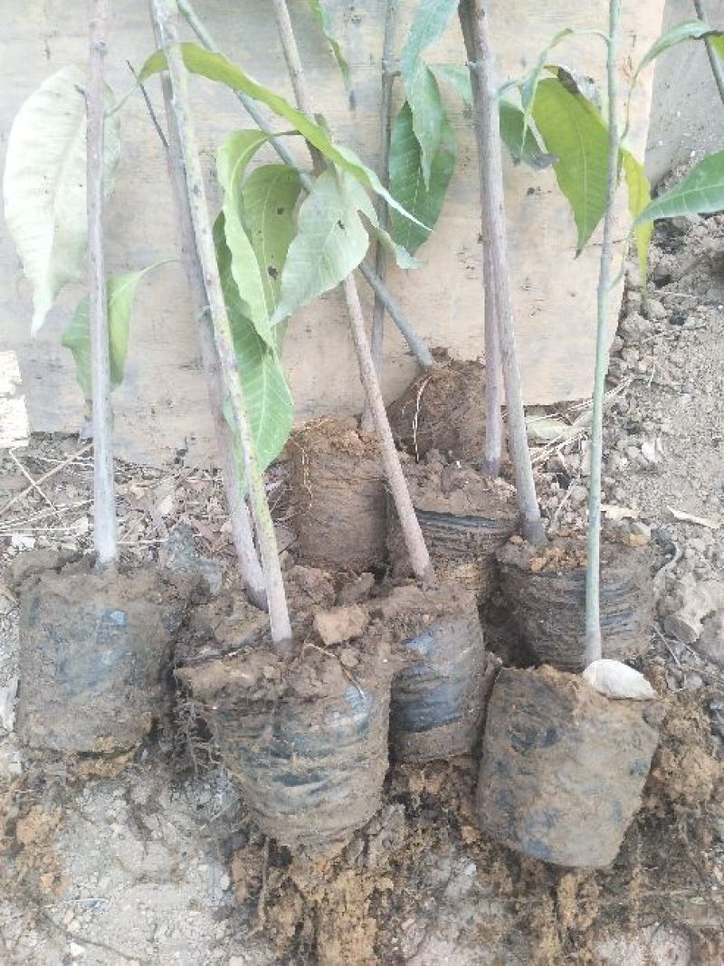 攀枝花芒果苗30公分以上量大和你优惠