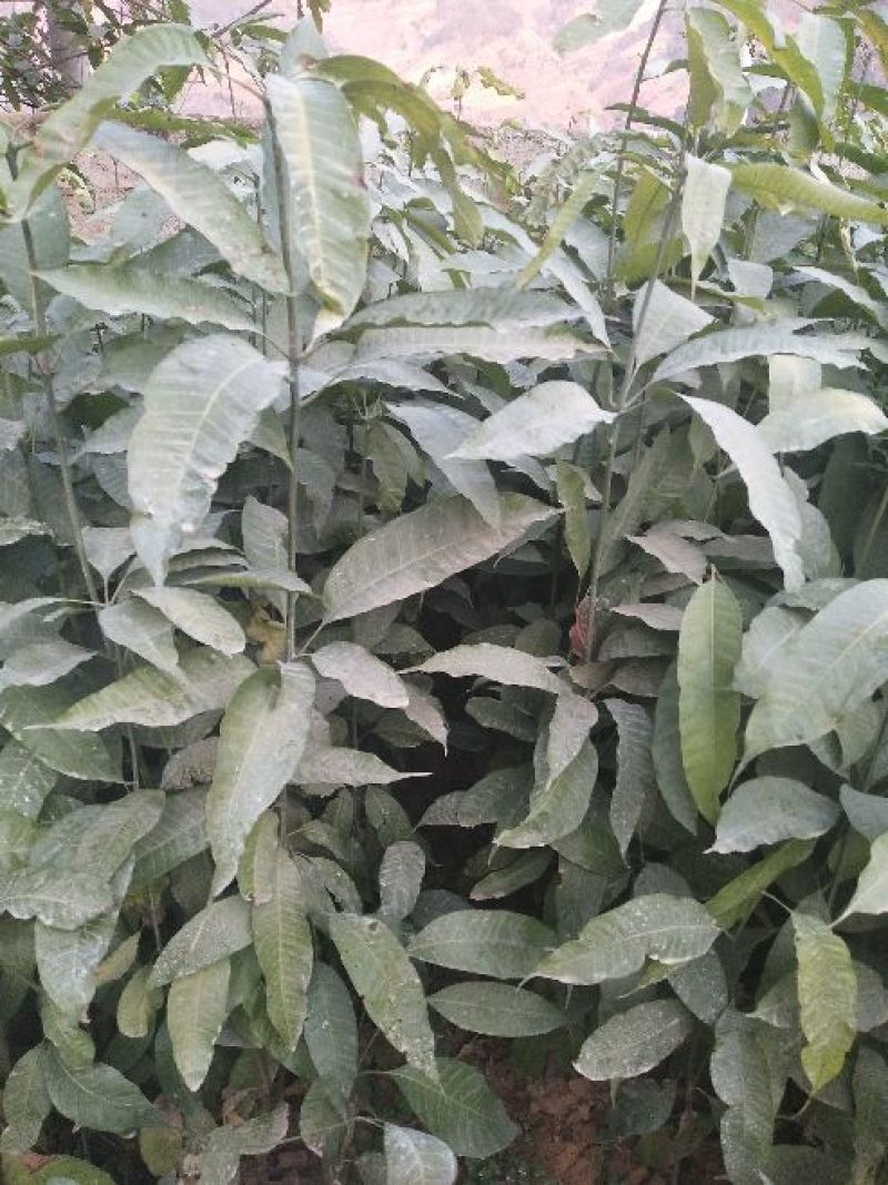 攀枝花芒果苗30公分以上量大和你优惠