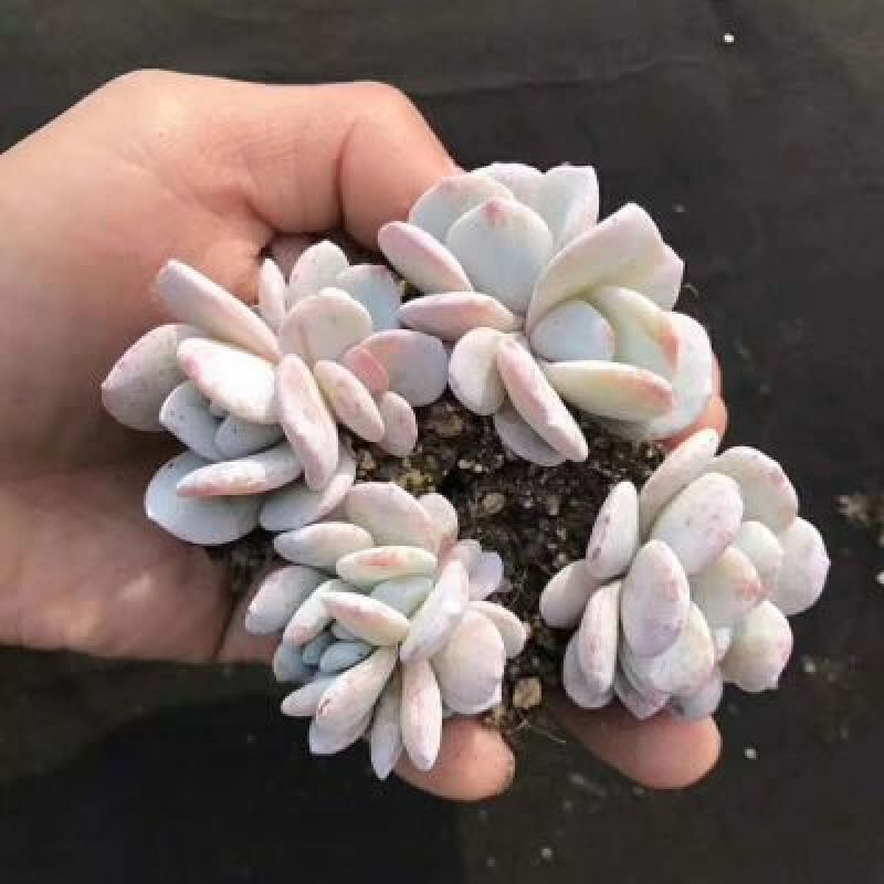 多肉植物不含盆