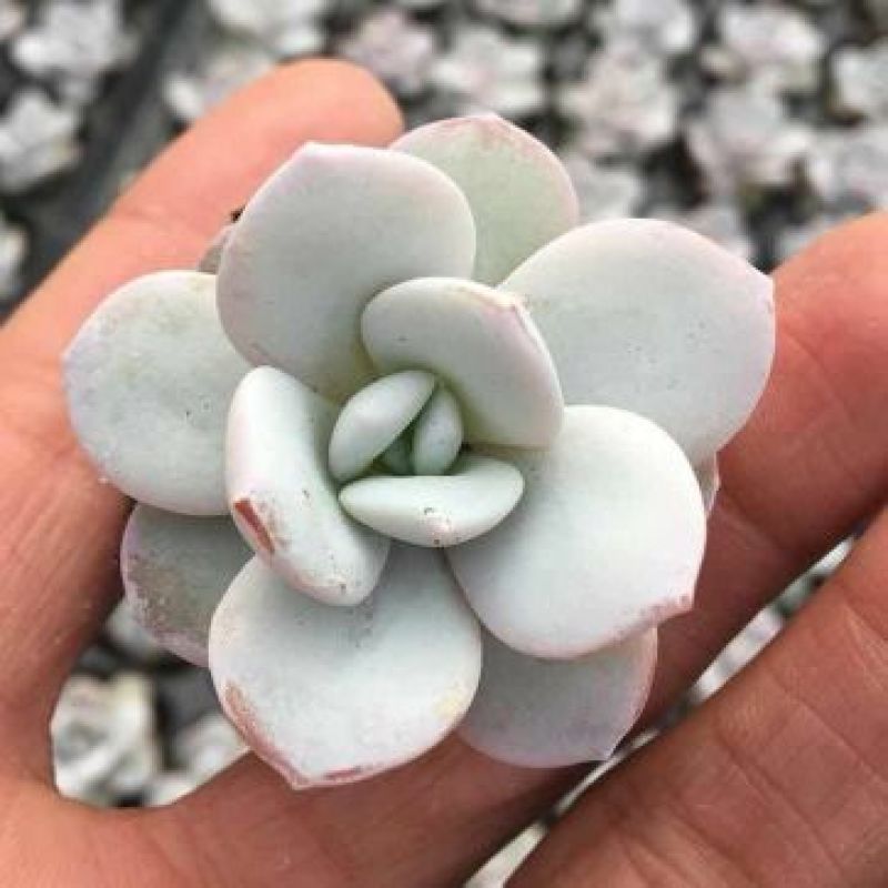 多肉植物不含盆