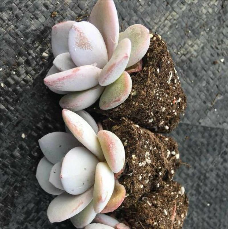 多肉植物不含盆