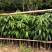 金煌芒树苗1m以下