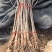 银杏实生树1米以下2~4cm1.5~2米