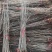 银杏实生树1米以下2~4cm1.5~2米