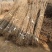 银杏实生树1米以下2~4cm1.5~2米