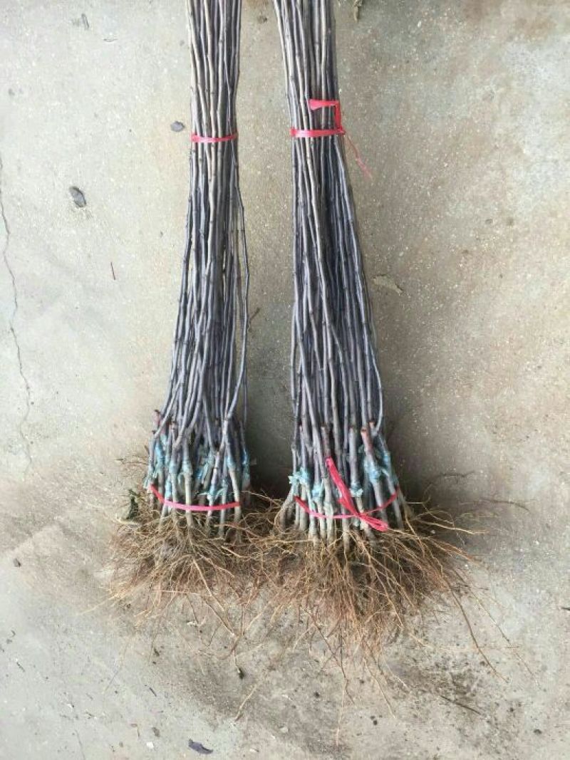 红肉苹果苗供应基地，红色之爱119–06，苹果苗价格