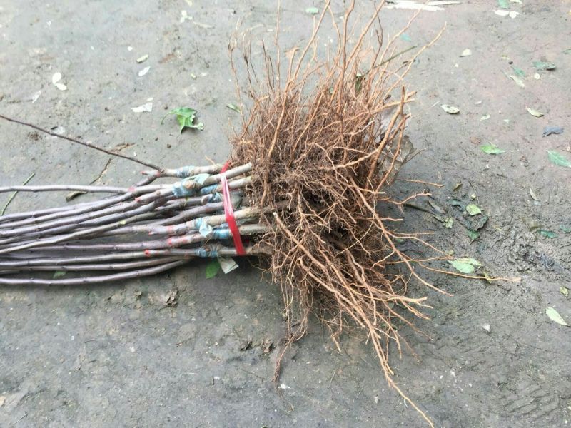 红肉苹果苗供应基地，红色之爱119–06，苹果苗价格