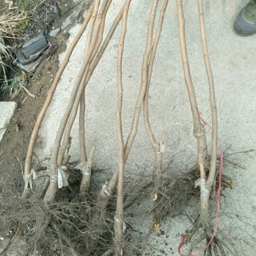 阳丰甜柿子树苗100~150cm