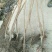阳丰甜柿子树苗100~150cm