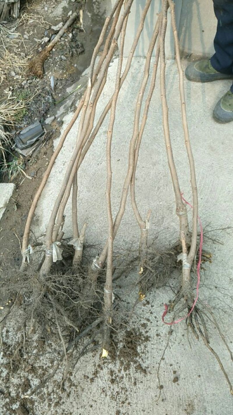 阳丰甜柿子树苗100~150cm