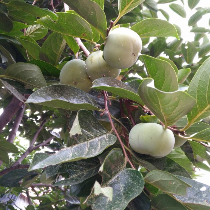 阳丰甜柿子树苗100~150cm
