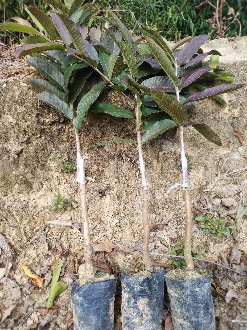 西瓜番石榴苗50~80cm