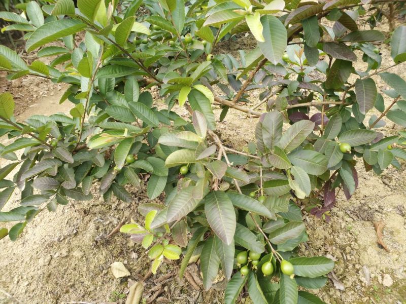 西瓜番石榴苗50~80cm