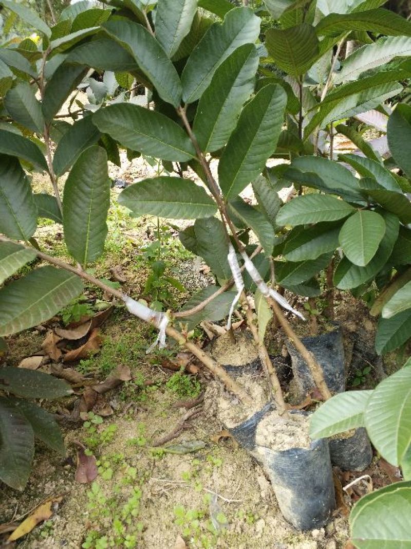 西瓜番石榴苗50~80cm