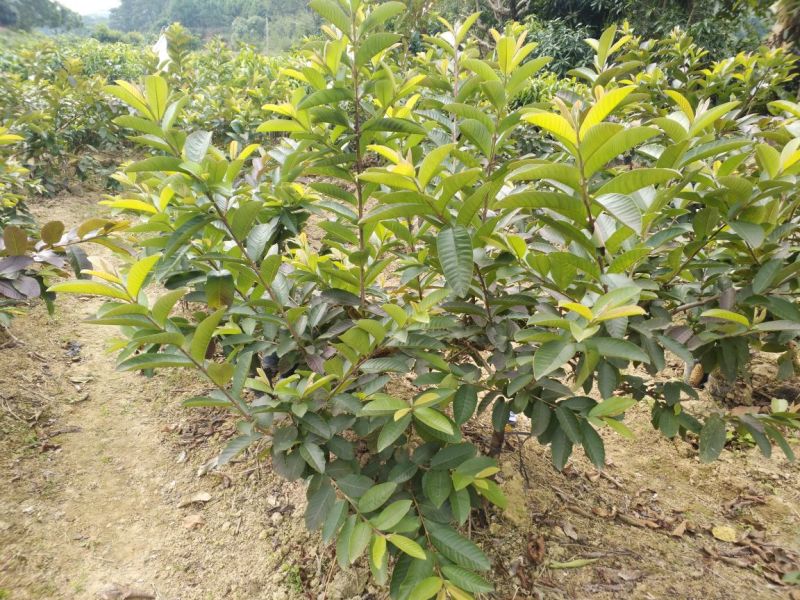 西瓜番石榴苗50~80cm