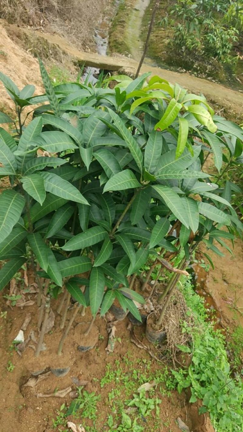 金煌芒树苗1m以下
