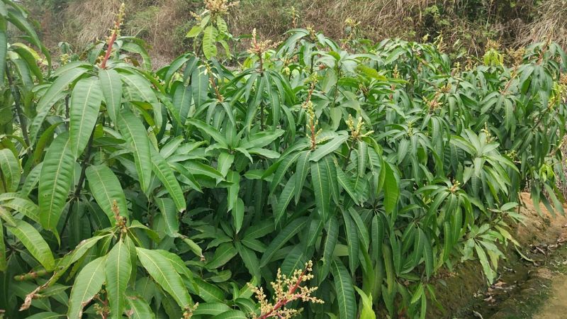 金煌芒树苗1m以下