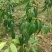 芒果苗1m以下金煌芒台农一号芒果苗