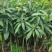 芒果苗1m以下金煌芒台农一号芒果苗