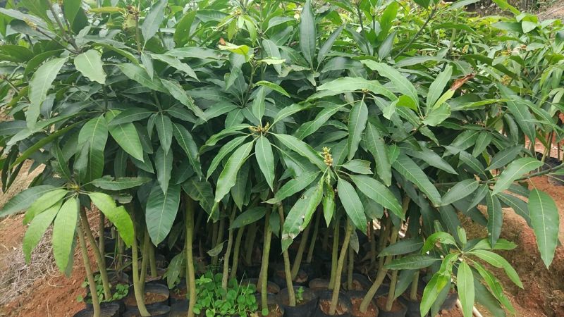 芒果苗1m以下金煌芒台农一号芒果苗